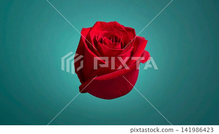 a rose of a red flower isolated in a gradient background a rose of a red flower isolated in a gradient background 141986423