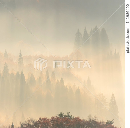 A scene of rays of light shining into the forest at dawn (around Onbara Plateau) A scene of rays of light shining into the forest at dawn (around Onbara Plateau) 141986490