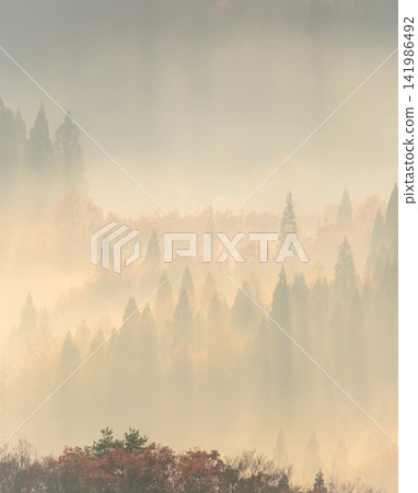 A scene of rays of light shining into the forest at dawn (around Onbara Plateau) A scene of rays of light shining into the forest at dawn (around Onbara Plateau) 141986492