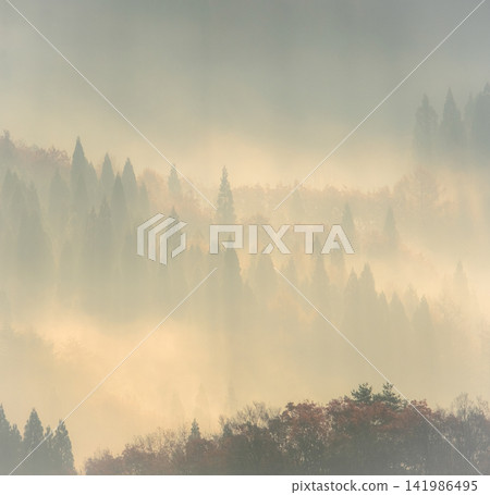 A scene of rays of light shining into the forest at dawn (around Onbara Plateau) A scene of rays of light shining into the forest at dawn (around Onbara Plateau) 141986495