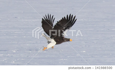 Photographing Steller's sea eagles Photographing Steller's sea eagles 141986500