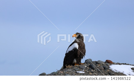 Photographing Steller's sea eagles Photographing Steller's sea eagles 141986522