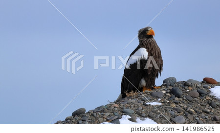 Photographing Steller's sea eagles Photographing Steller's sea eagles 141986525