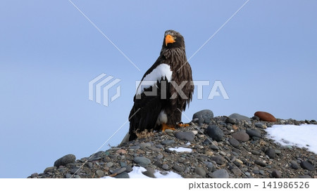 Photographing Steller's sea eagles Photographing Steller's sea eagles 141986526