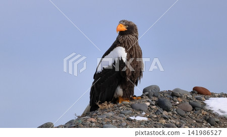 Photographing Steller's sea eagles Photographing Steller's sea eagles 141986527