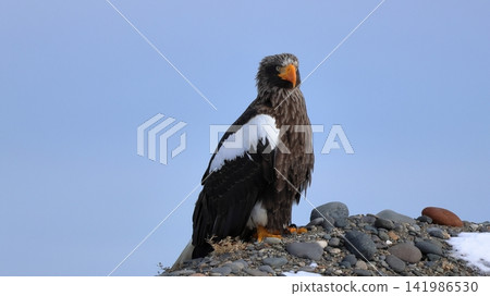 Photographing Steller's sea eagles Photographing Steller's sea eagles 141986530
