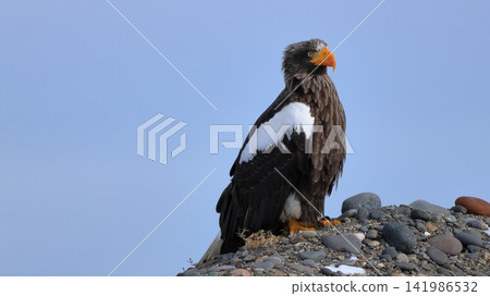 Photographing Steller's sea eagles Photographing Steller's sea eagles 141986532
