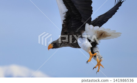 Photographing Steller's sea eagles Photographing Steller's sea eagles 141986536