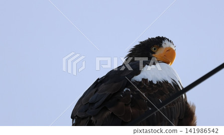 Photographing Steller's sea eagles Photographing Steller's sea eagles 141986542