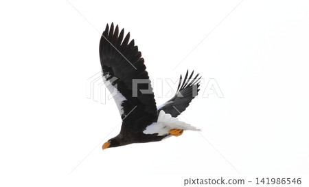 Photographing Steller's sea eagles Photographing Steller's sea eagles 141986546