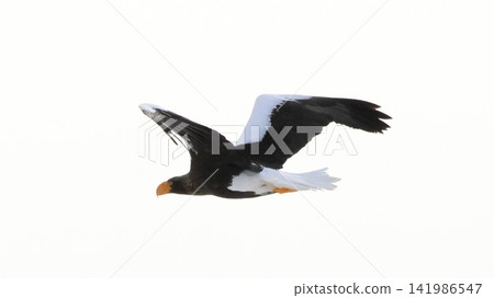 Photographing Steller's sea eagles Photographing Steller's sea eagles 141986547