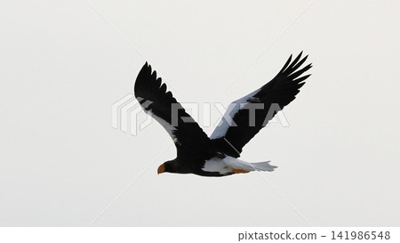 Photographing Steller's sea eagles Photographing Steller's sea eagles 141986548