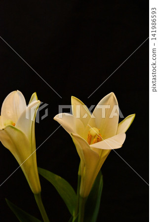 easter lily easter lily 141986593