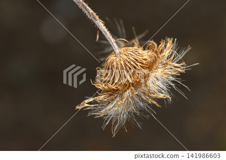 Delicate beauty of a dried flower showcasing nature's intricate design in a softly lit environment Delicate beauty of a dried flower showcasing nature's intricate design in a softly lit environment 141986603