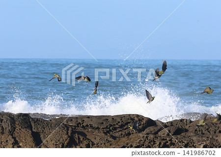 Japanese Green Pigeon (Oiso Coast) Japanese Green Pigeon (Oiso Coast) 141986702