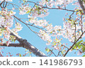 Bright sky and translucent cherry blossoms 141986793