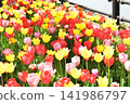 Brilliant tulip fields 141986797