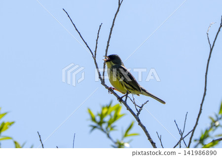一隻雄性黑臉鹀在樹枝頂端鳴叫,伸向藍天(野鳥,黑臉鹀,鳴叫,初夏,五月) 一隻雄性黑臉鹀在樹枝頂端鳴叫,伸向藍天(野鳥,黑臉鹀,鳴叫,初夏,五月) 141986890