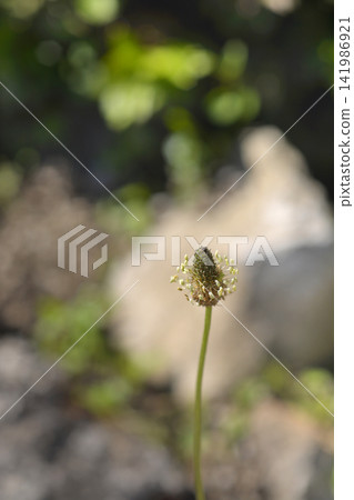 Ribwort Plantain Ribwort Plantain 141986921