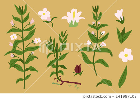 Hedge Hyssop Botanical Illustration Set for Herbal Design Hedge Hyssop Botanical Illustration Set for Herbal Design 141987102