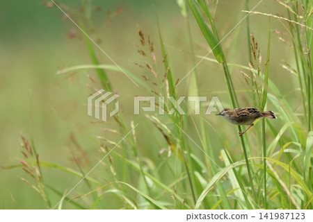Prairie sekka Prairie sekka 141987123