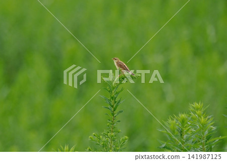 Prairie sekka Prairie sekka 141987125