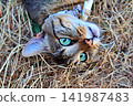 Relaxed Cat Lying on Dry Hay. 141987483