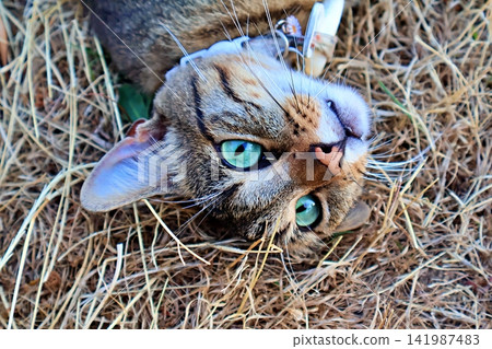 Relaxed Cat Lying on Dry Hay. Relaxed Cat Lying on Dry Hay. 141987483