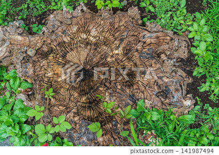 Old Stump Old Stump 141987494