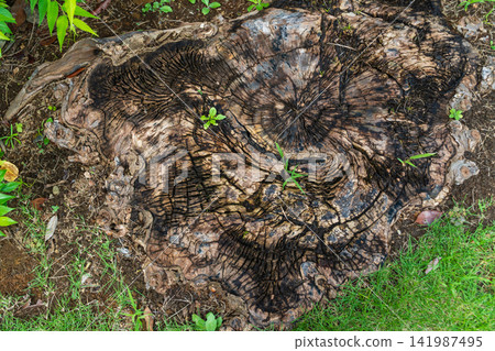 Old Stump Old Stump 141987495