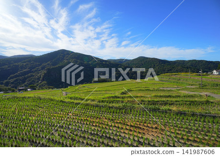 中Naka Rice Terrace 中Naka Rice Terrace 141987606
