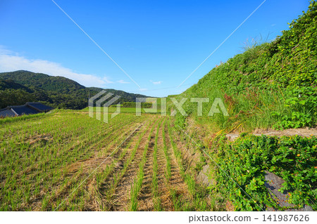 中Naka Rice Terrace 中Naka Rice Terrace 141987626