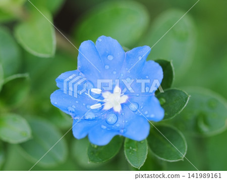 美國藍,被雨水弄濕 美國藍,被雨水弄濕 141989161