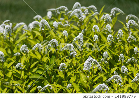 珍珠菜(Lysimachia japonica)的白色花朵,在初夏成簇開放。 珍珠菜(Lysimachia japonica)的白色花朵,在初夏成簇開放。 141989779