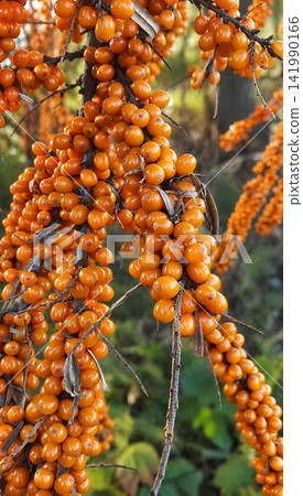 Sea Buckthorn Berries on Branches in Natural Garden, Close-Up Sea Buckthorn Berries on Branches in Natural Garden, Close-Up 141990166