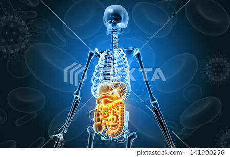 Human skeleton on medical background Human skeleton on medical background 141990256