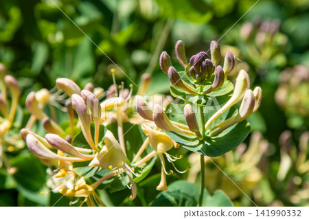 Blooming Honeysuckle Lonicera Flowers on Green Bush in Sunny Garden Floral Background Blooming Honeysuckle Lonicera Flowers on Green Bush in Sunny Garden Floral Background 141990332