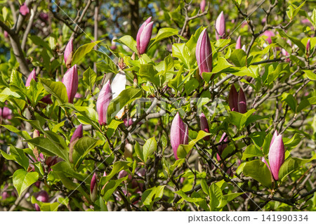 Magnolia pink flower bud. Magnolia pink flower bud. 141990334