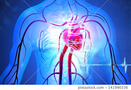 Human circulation cardiovascular system with heart anatomy Human circulation cardiovascular system with heart anatomy 141990336