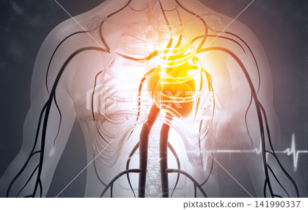 Human circulation cardiovascular system with heart anatomy Human circulation cardiovascular system with heart anatomy 141990337