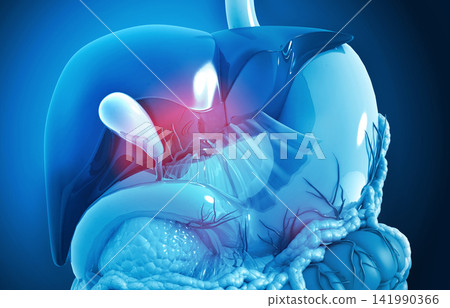 Close up view of human digestive system 141990366