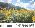 Many sunflowers blooming towards the sun 141990465