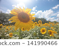 Sunflower blooming towards the sun 141990466