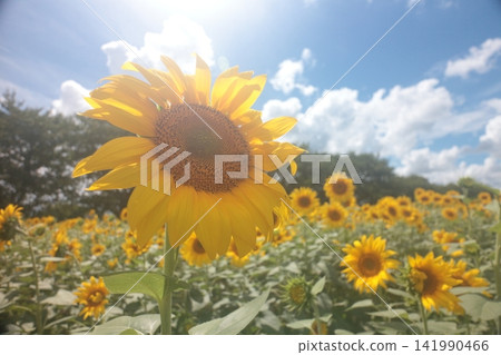 Sunflower blooming towards the sun Sunflower blooming towards the sun 141990466