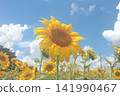 Big sunflowers blooming in summer blue sky and sunflower field 141990467