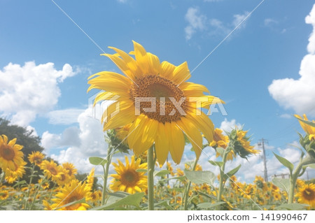 Big sunflowers blooming in summer blue sky and sunflower field Big sunflowers blooming in summer blue sky and sunflower field 141990467