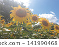 Many sunflowers are blooming, facing the sun. 141990468