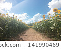 A sunflower maze in a sunflower field 141990469
