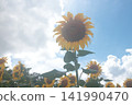 Large sunflowers that stand out against the summer sky 141990470