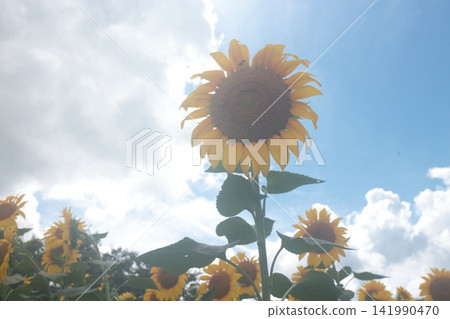 Large sunflowers that stand out against the summer sky Large sunflowers that stand out against the summer sky 141990470